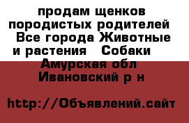 продам щенков породистых родителей - Все города Животные и растения » Собаки   . Амурская обл.,Ивановский р-н